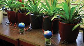 Plant-e projesiyle bitkilerden elektrik üretiliyor