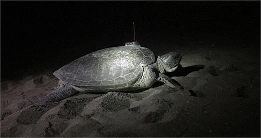 Deniz kaplumbağamızı takip edelim