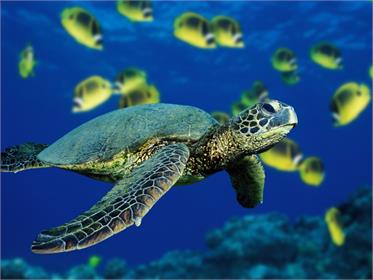 Deniz kaplumbağaları manyetik navigasyona göre davranış sergiliyor